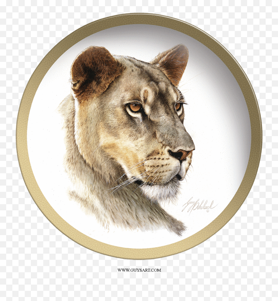 Guy Coheleach Lioness Head - Dr Mgr Memorial Png,Lioness Png