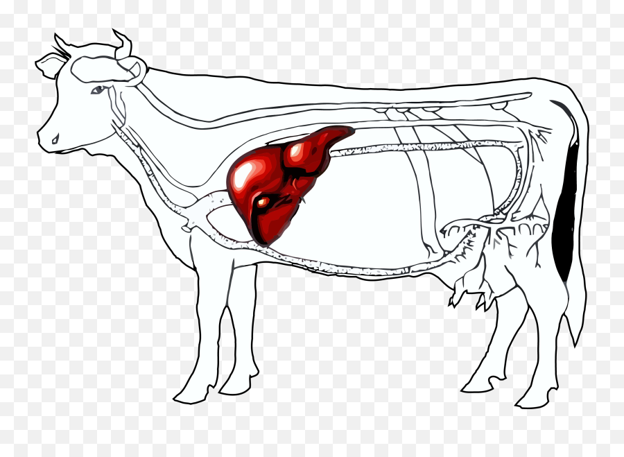Horse Livestock Transprent - Location Of Liver In Cattle Png,Liver Png