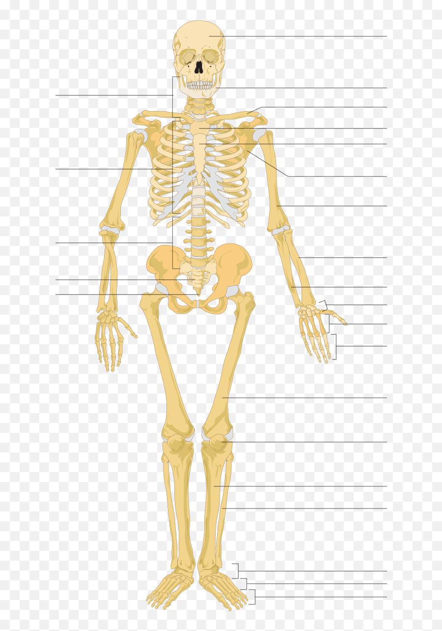 Human Skeleton Front Arrows No Labels - Human Skeleton Unlabeled Png,Skeletons Png
