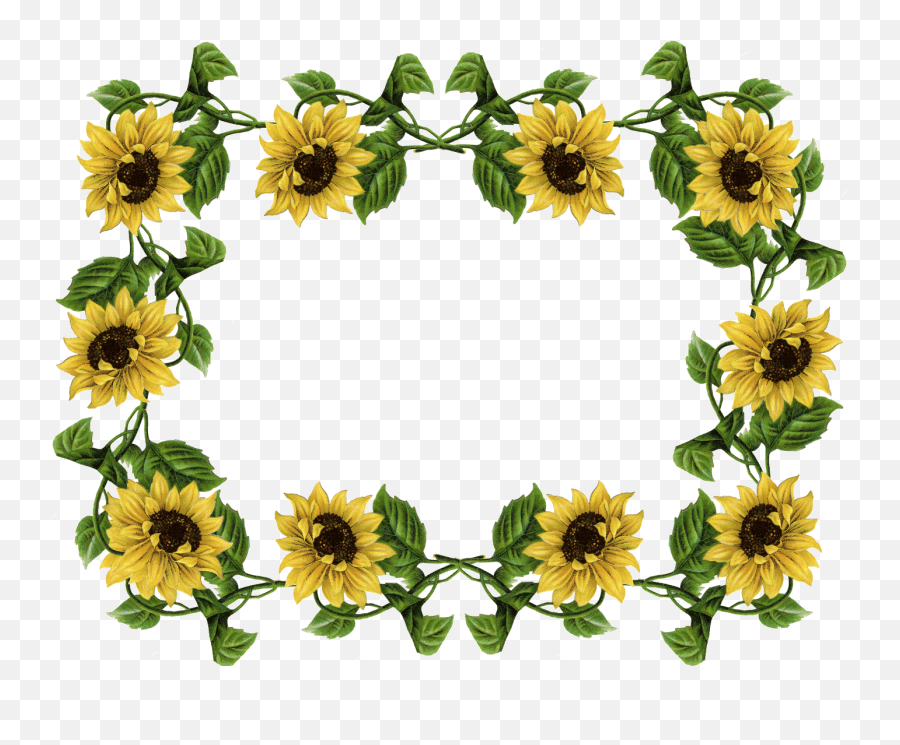 Sunflowers Translucent Transparent U0026 Png Clipart Free - Transparent Sunflower Frame,Sunflowers Transparent Background