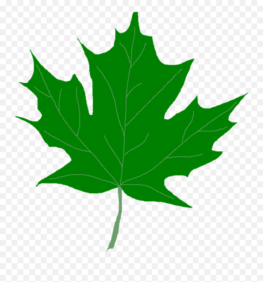 Green Leaf Clipart Maple Leaves - Green Maple Leaf Clipart Png,Maple Leaf Png
