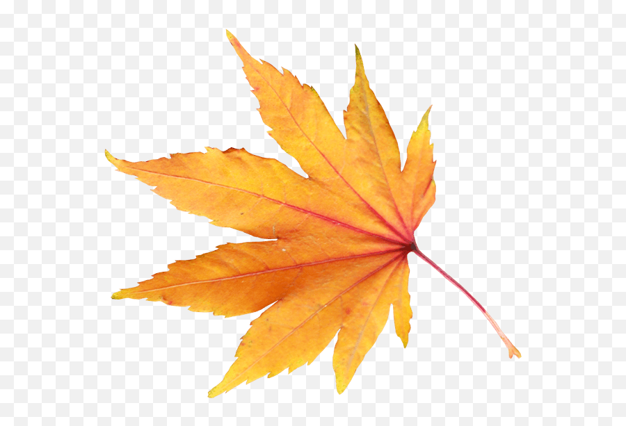 Download Autumn Png Leaf Hq Image - Transparent Background Autumn Leaf Png,Autumn Leaves Png