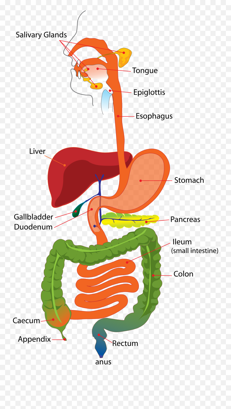 Digestive - Digestive System Organs List Png,Kids Png