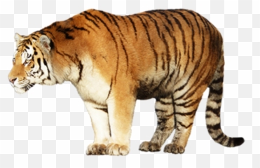 Tiger Png Face - Photo 7478 Transparent Image for Free Png