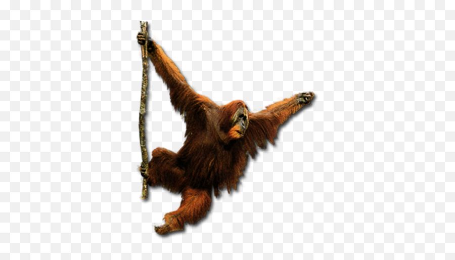 Orangutan Png - Orangutan Png,Orangutan Png