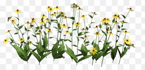 Plant Flower Clip Art - Plants Transparent png download Background