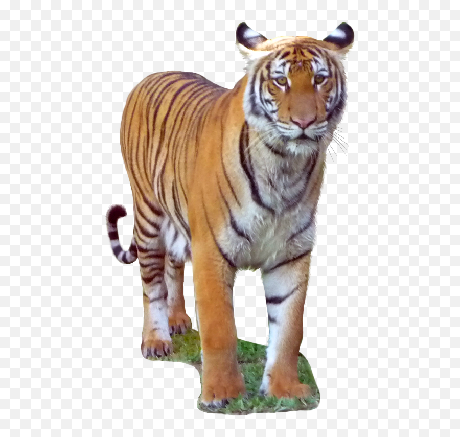 Download Malayan Tiger - Malayan Tiger Transparent Transparent Background Malayan Tiger Png,Tiger Transparent