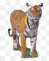 Download Malayan Tiger - Transparent Background Png