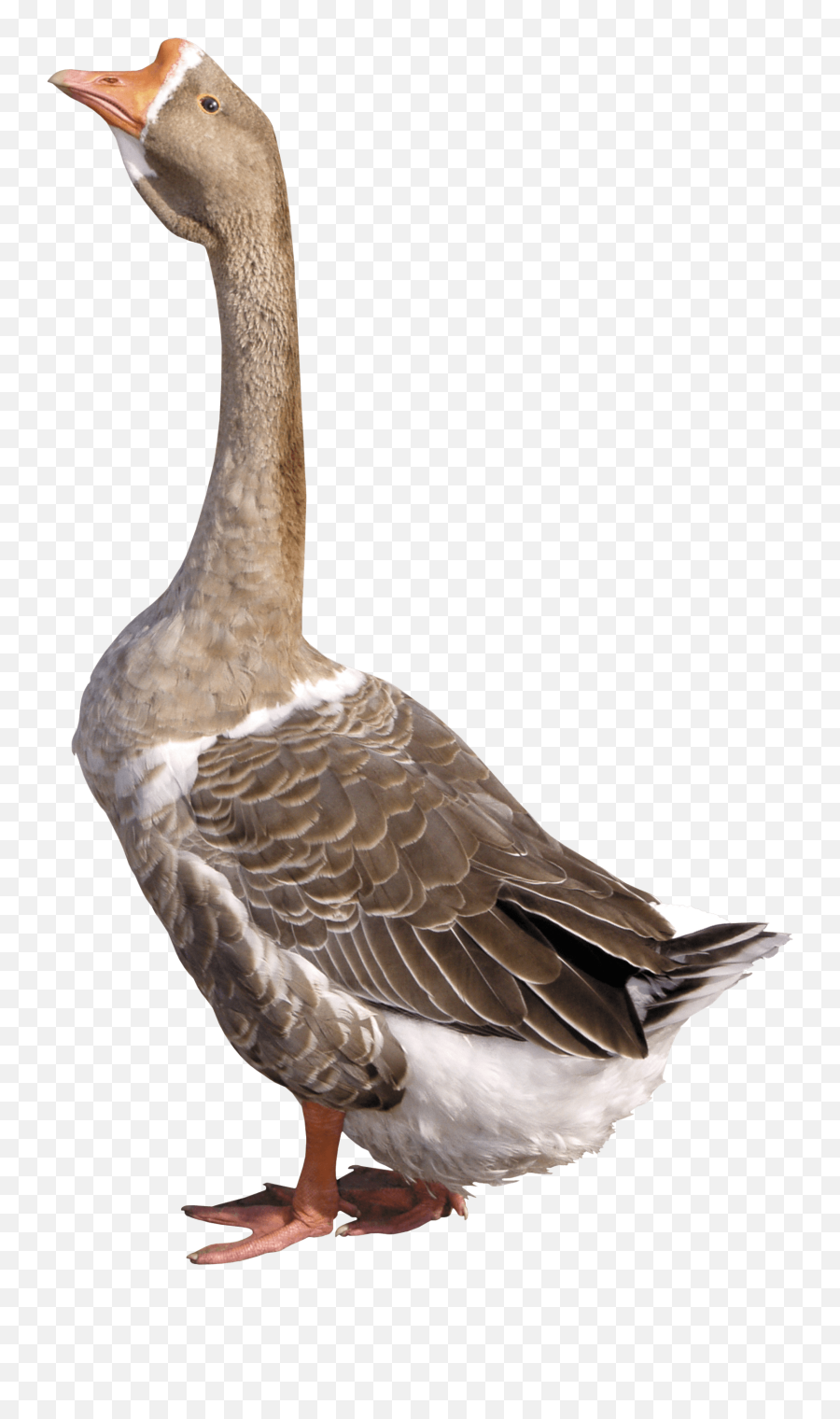 Download Grey Young Goose Png Image For - Goose Png,Goose Png