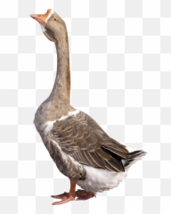 Download Grey Young Goose Png Image For - Goose Png,Goose Png