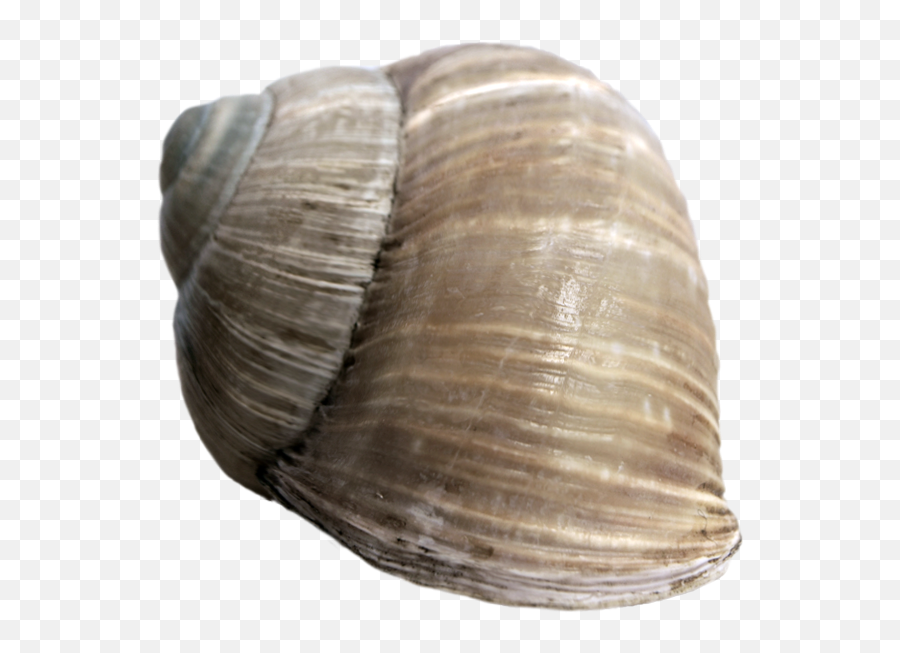 Snail Shell Png 2 Image - Snail Shell Transparent Background,Snail Transparent