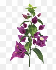 Südkultur U2013 201819 Federica Monsellato - Bougainvillea Png,Bougainvillea Png