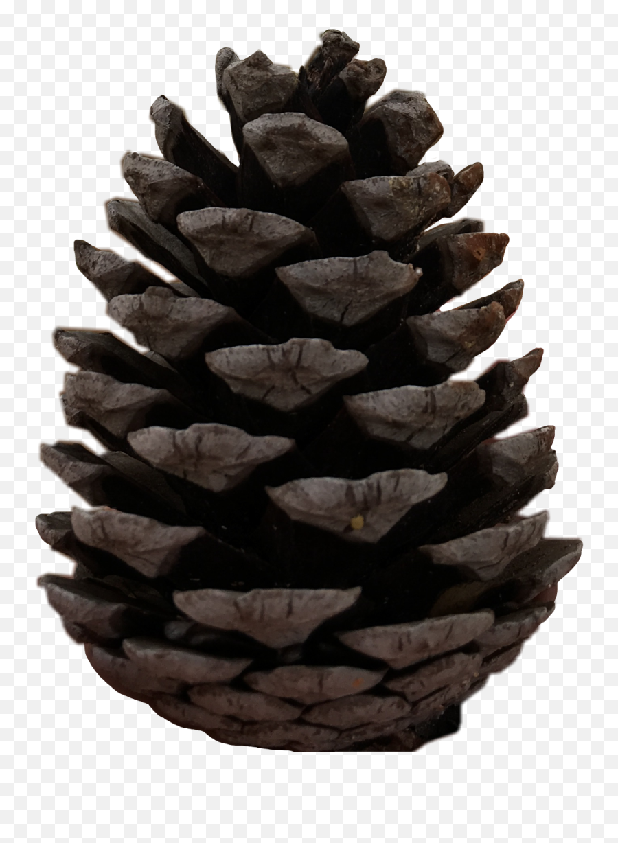 Pine Cones Png - Pine Cones Top View Png,Pine Cone Png
