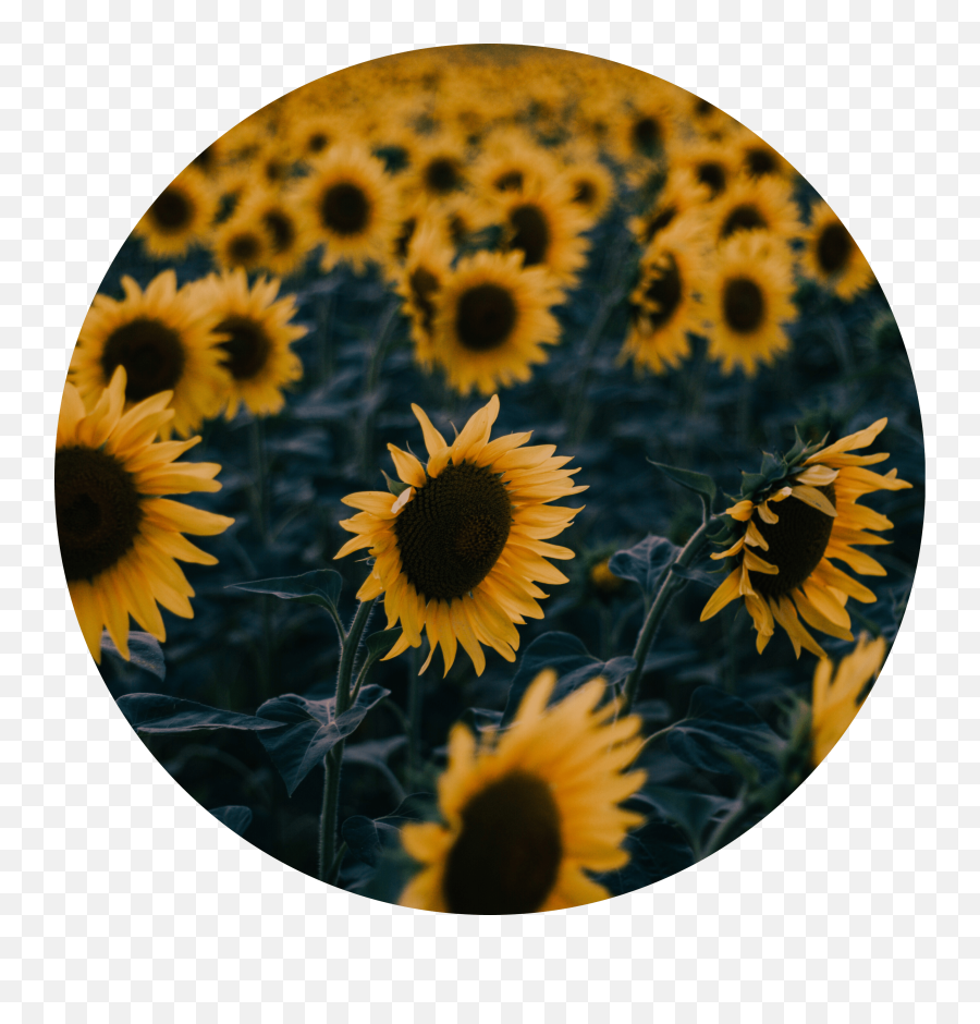 Tumblr Sunflower Png 2 Image - You Re My Sunflower Quotes,Sunflower Transparent Background
