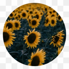 Tumblr Sunflower Png 2 Image - You Re My Sunflower Quotes,Sunflower Transparent Background