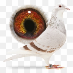 Be15 - 4264261 Gold Dust Sangers Pigeons Rock Dove Png,Gold Dust Png