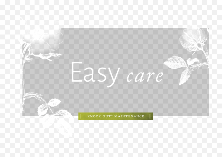 Easy Care U2014 The Knock Out Family Of Roses - Butterfly Png,Shrubs Png
