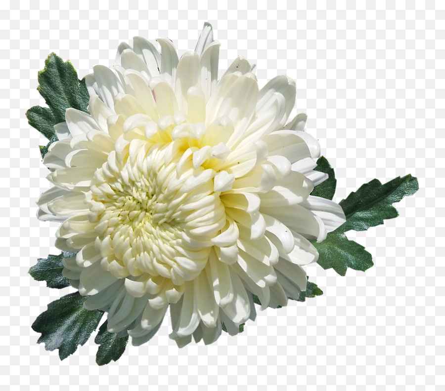 Download Hd Chrysanthemum White - Chrysanthème Png,Chrysanthemum Png