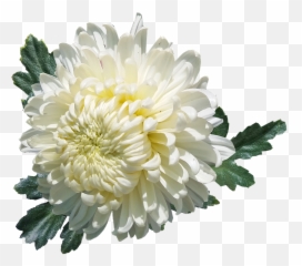 Download Hd Chrysanthemum White - Chrysanthème Png,Chrysanthemum Png
