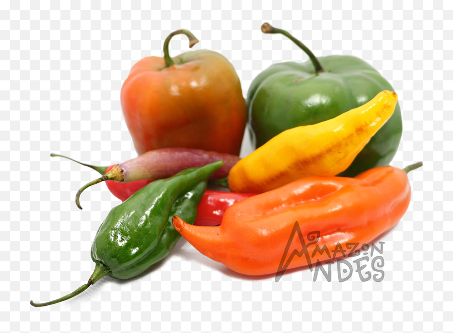 Peruvian Chili Peppers Suppliers Wholesale - Variedad De Ajies Peruanos Png,Chili Pepper Logo