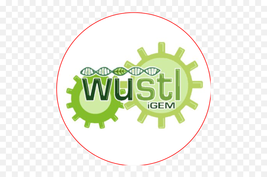 Teamwashu Stlouisst Louis - 2018igemorg Png,Washington University In St Louis Logo