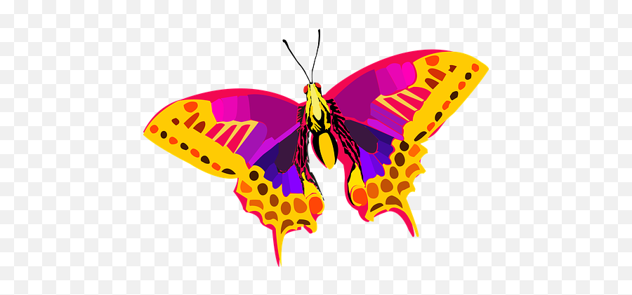 7 Free Taxonomy U0026 Rabies Images - Pixabay Butterfly Colorful Png,Taxonomy Icon
