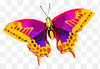 7 Free Taxonomy U0026 Rabies Images - Pixabay Butterfly Colorful Png
