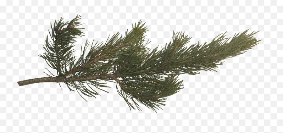 Pine Tree Branches - Pine Tree Branch Texture Png,Pine Branch Png