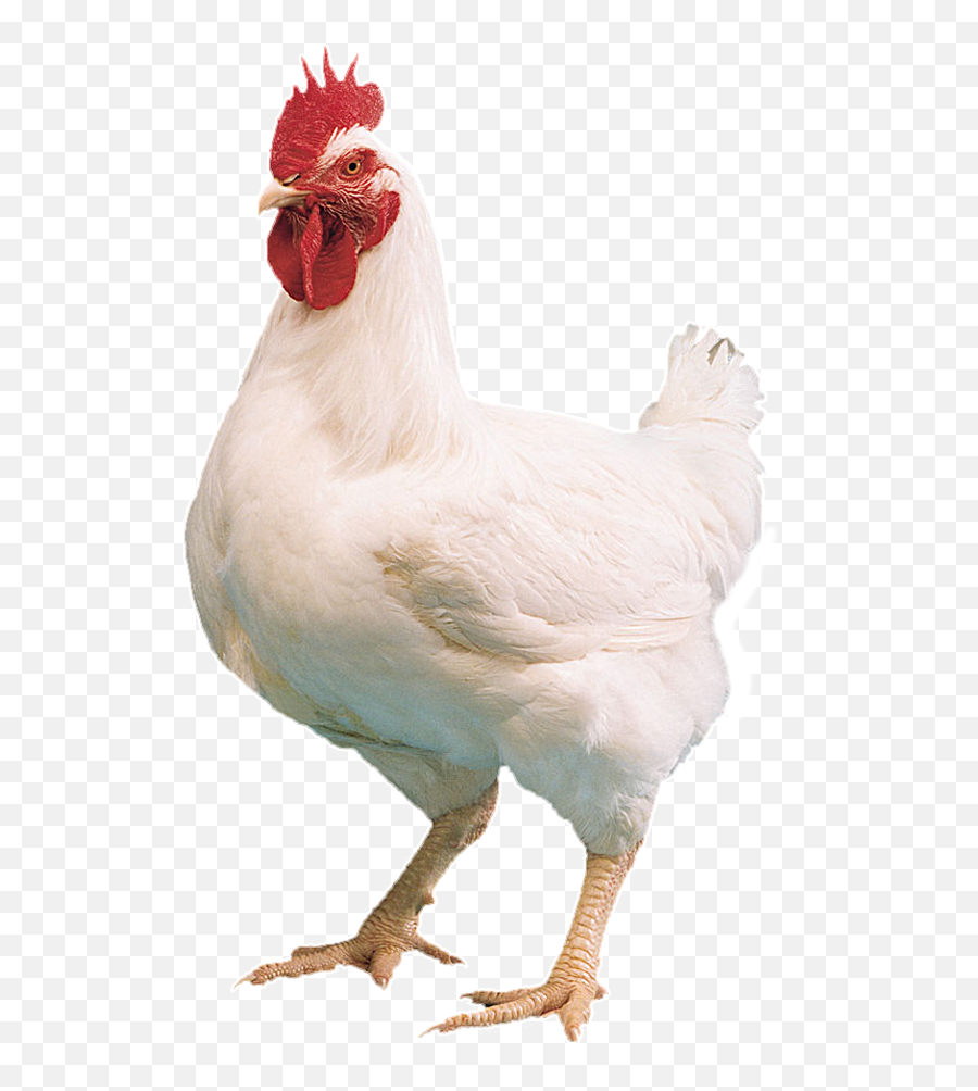 Chicken Png Images 2 Image - Live Broiler Chicken,Chicken Png