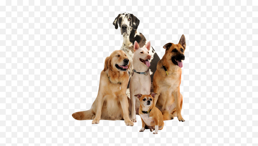 Dog Png Image Beautiful Dogs - Companion Dog,Dog Png Transparent