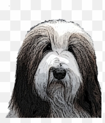 Best Of Breed Mccrystal Bearded Collies - Vulnerable Native Breeds png