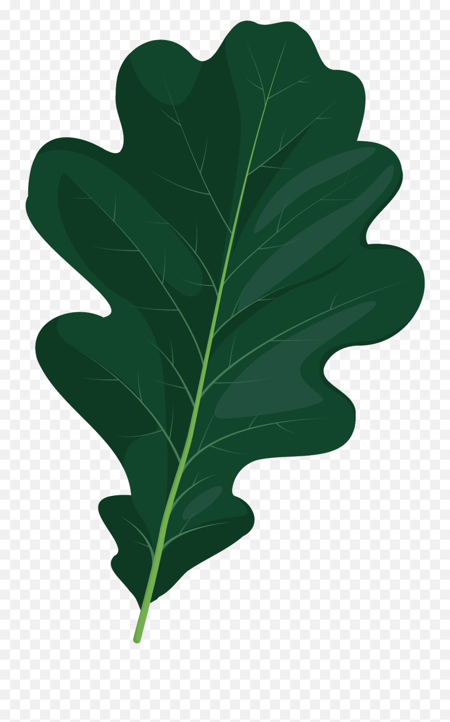 English Oak Summer Leaf Clipart Free Download Transparent - Black Oak Png,Oak Leaf Icon