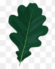 English Oak Summer Leaf Clipart Free Download Transparent - Black Oak png