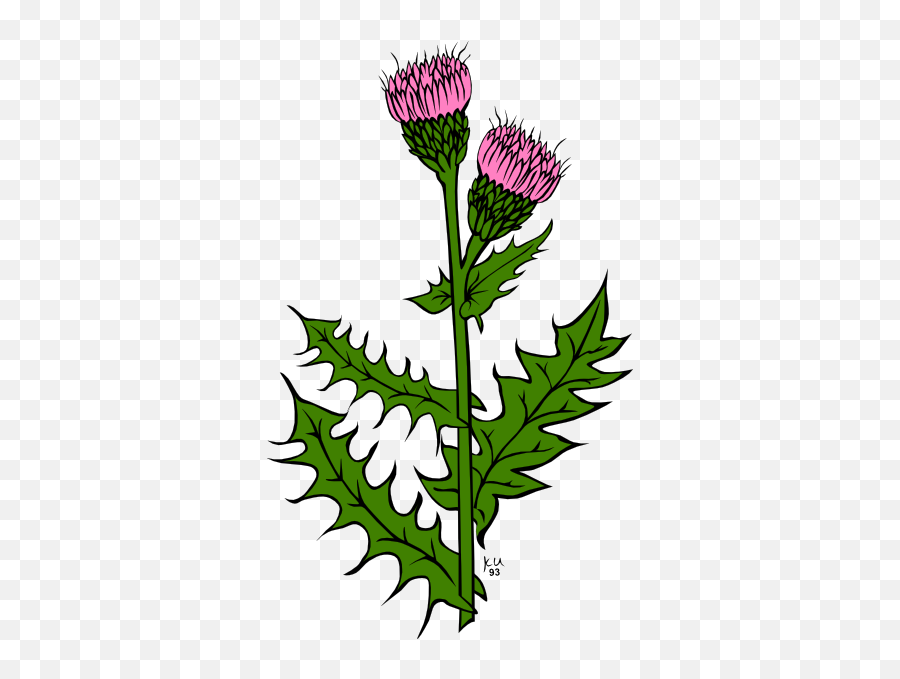 Library Of Weed Bud Vector Transparent Png Files - Thistle Scotland,Weed Transparent Background