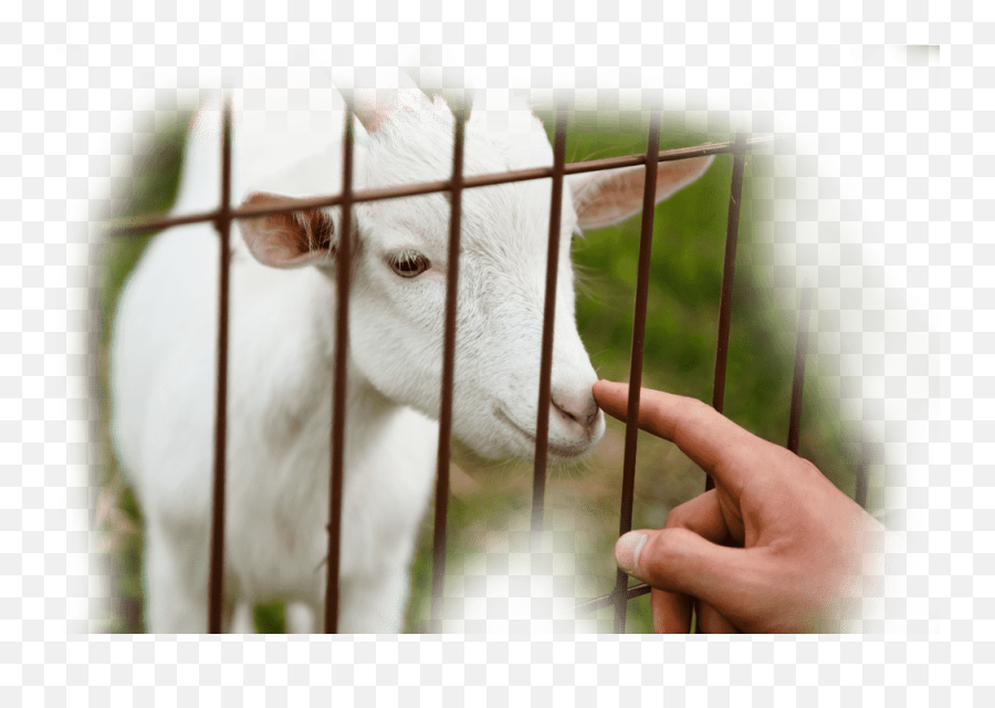 Home - Day Days Goat Rental Animal Feed Png,Goat Icon Png