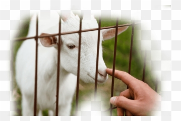 Home - DAY DAYS GOAT RENTAL Animal Feed png
