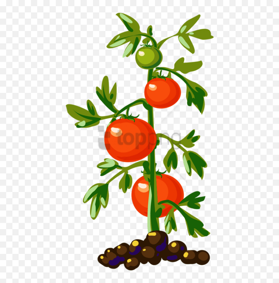 Tomato Plant Clipart - Tomato Plant Png,Tomato Clipart Png
