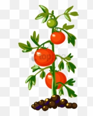 Tomato Plant Clipart - Tomato Plant Png,Tomato Clipart Png