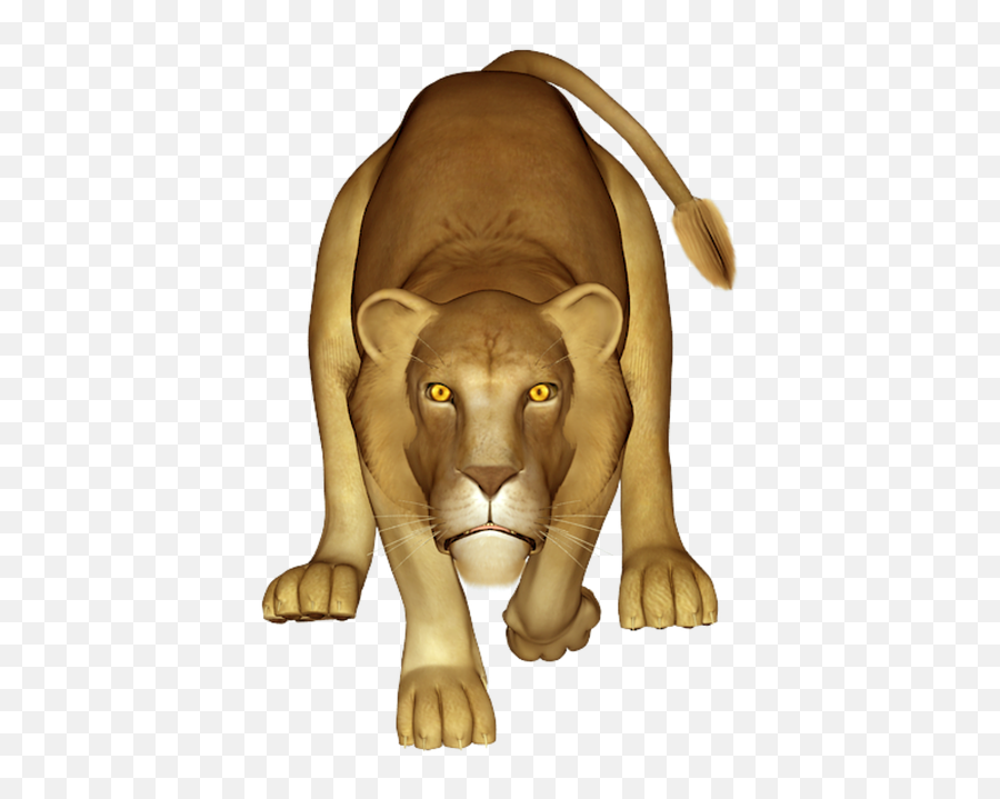 Lion Lioness Animal - Masai Lion Png,Lioness Png