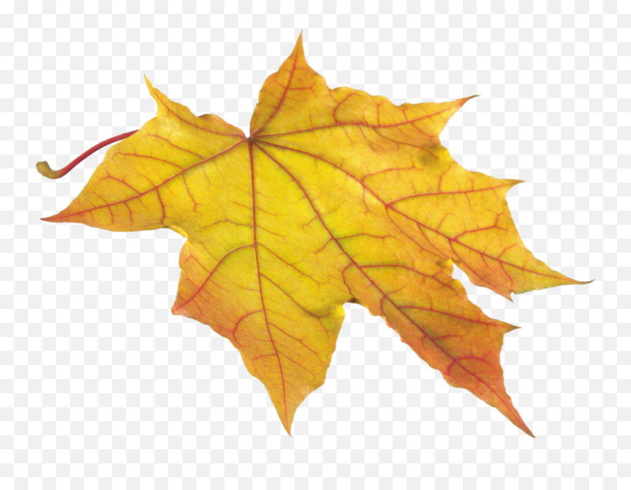 Autumn Leaves Png Icon - Yellow Leaf Png,Autumn Leaves Png