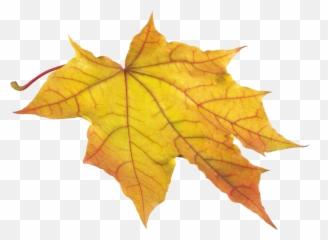 Autumn Leaves Png Icon - Yellow Leaf