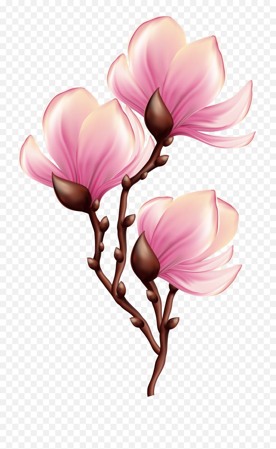 Download Beautiful Blooming Branch Transparent Png Clip Art - Transparent Beautiful Clip Art,Branch Transparent