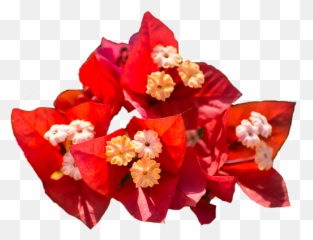 Red Bougainvillea T - Shirt Bougainvillea Png,Bougainvillea Png