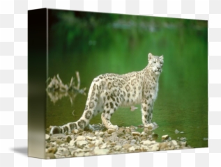 Endangered Snow Leopard Beside River By Artloversonline Png