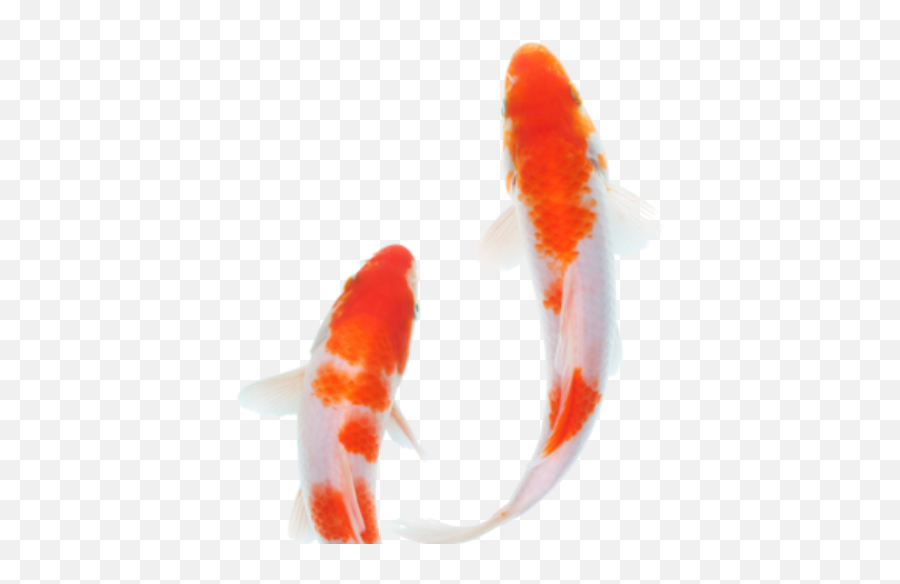 Cropped - Faviconpng U2013 Koi Pond Singapore Pond Fish Top View,Koi Png