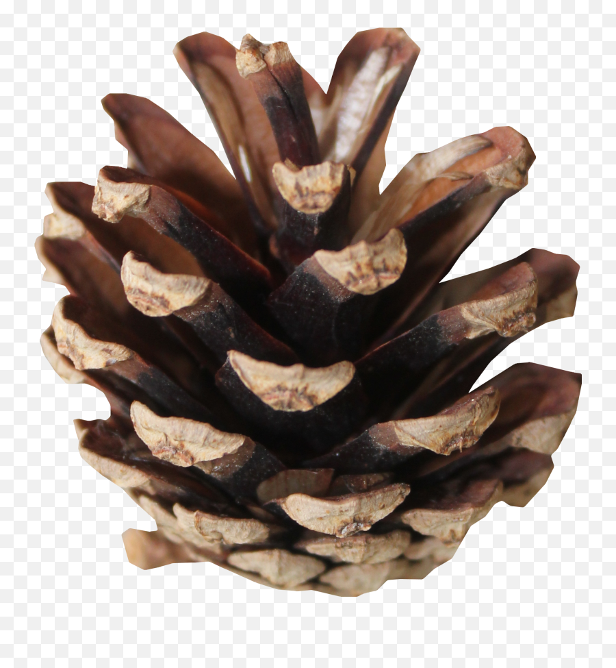 Tree - Conifer Cone Png,Pine Cone Png