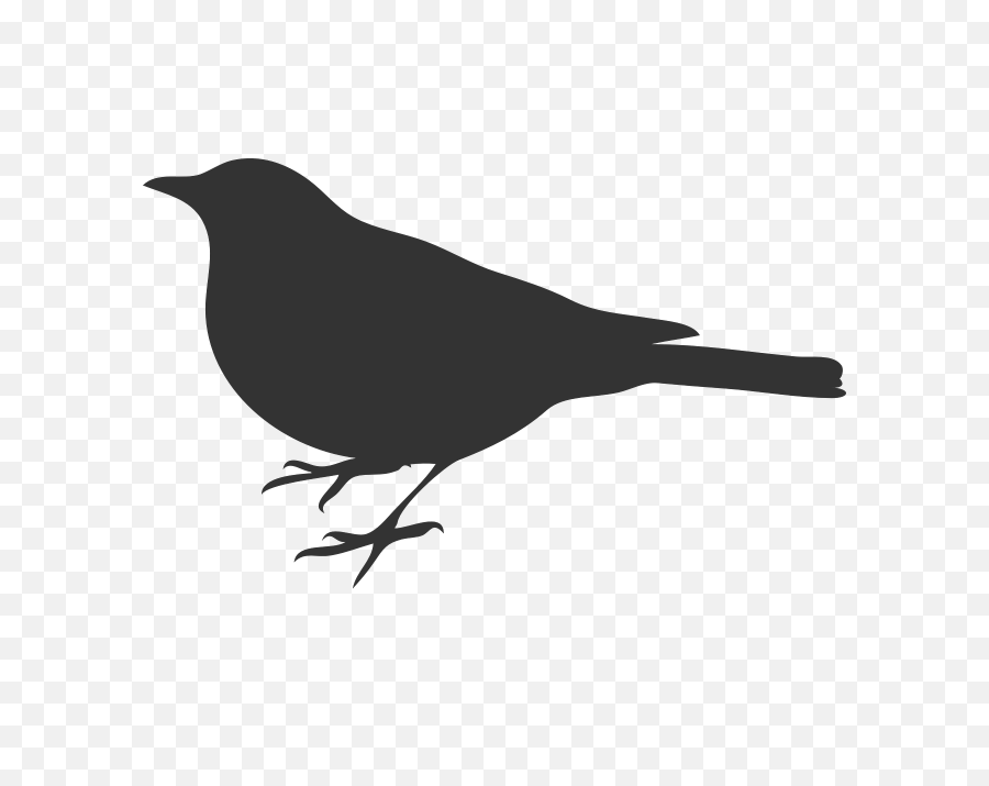 Bird Grey Crow - Free Vector Graphic On Pixabay Bird Silhouette Clip Art Png,Raven Silhouette Png