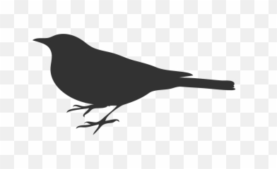 Bird Grey Crow - Free vector graphic on Pixabay Silhouette Clip Art png