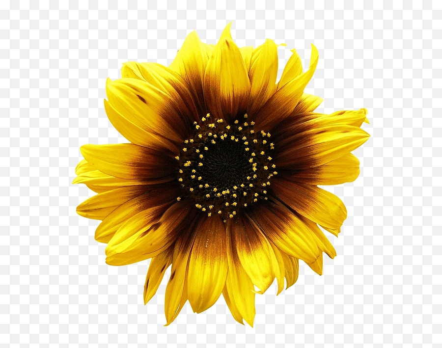 Sunflower Png - Sunflower Png,Sunflower Transparent Background