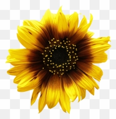 Sunflower Png - Sunflower Png,Sunflower Transparent Background